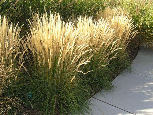 Feather Reed Grass 'Karl Foerster'- Calamagrostis acutiflora 'Karl Foerster'