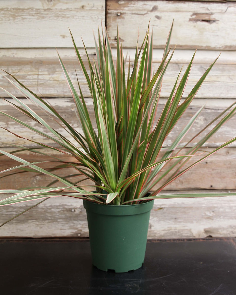 Dracaena