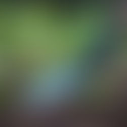 Vegetable Gardening Fertilizer Types & How to Choose the Best