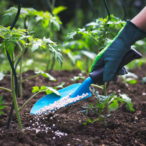 Vegetable Gardening Fertilizer Types & How to Choose the Best