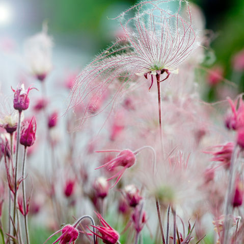 What Are the Best Native Plants for Fort Collins, Colorado