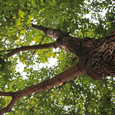 Emerald Ash Bore: How to Protect Your Trees