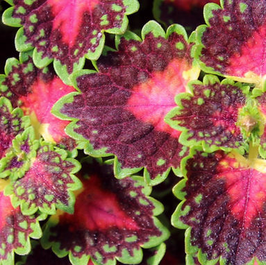 How to Have Beautiful Flowers All Summer Long with a Patio Garden