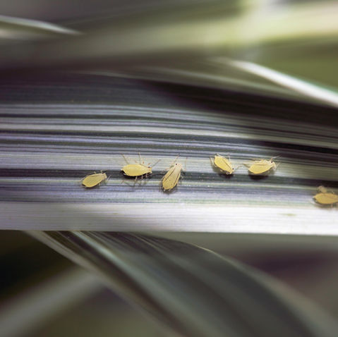 Prevent Aphids from Infesting Houseplants and What Attracts Them