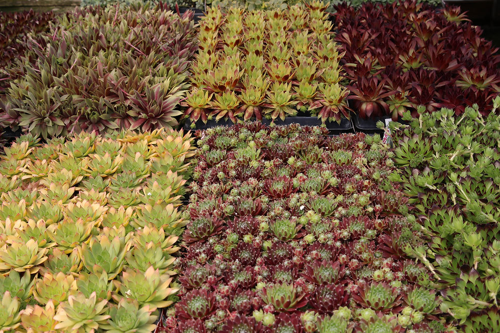 Can You Put Houseplants Outside in the Summer?