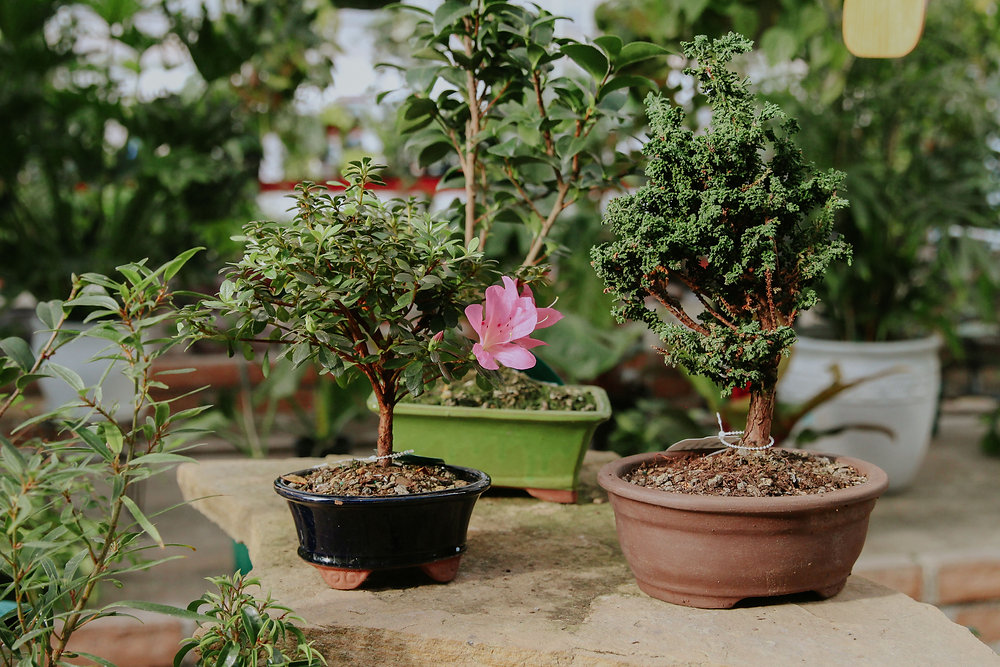 bonsai tree growing kit AVERGO Bonsai Tree Kit Classic - 5X Unique Japanese Bonzai Trees