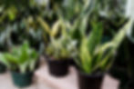 shop snake plants at Bath Garden Center