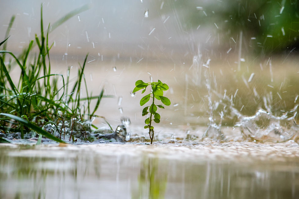 small plant in the rain