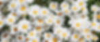 shasta daisy