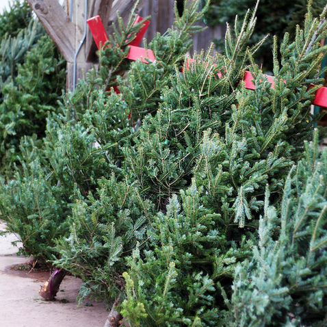 Is It Better to Buy a Real or Fake Christmas Tree: The Pros and Cons of Artificial and Real Trees