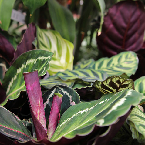 How to Grow and Care for Prayer Plants