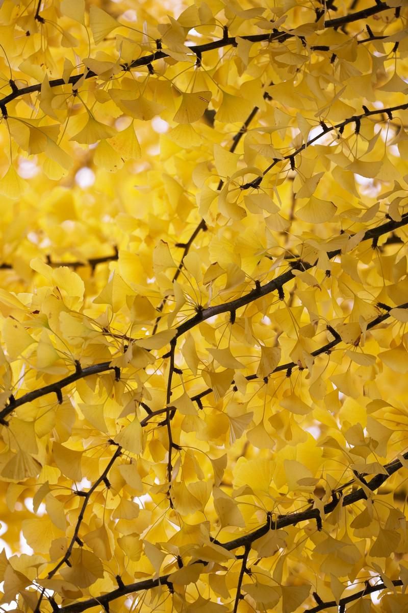 Autumn Gold Maidenhair Tree Ginkgo Biloba Shade Tree