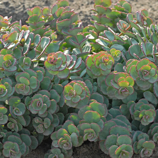 Stonecrop October Daphne- Sedum sieboldii