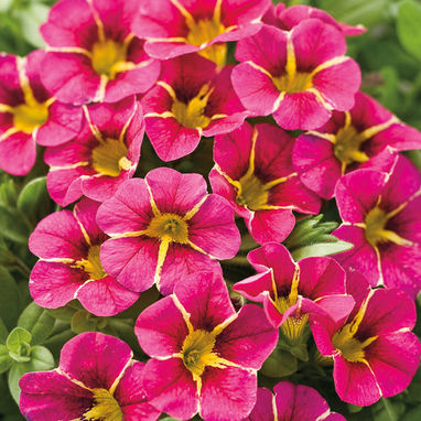 Cherry Star Calibrachoa, from Proven Winners