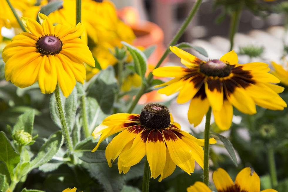 Cut Back Your Perennials