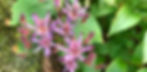 Toad Lily (Tricyrtis formosana)