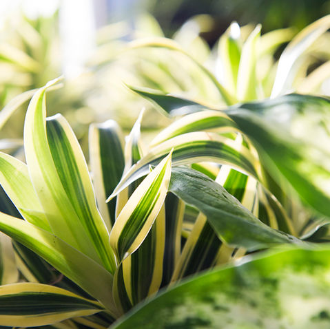 New Plant Shipment