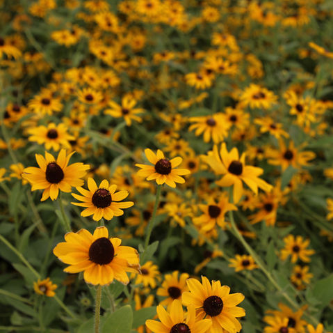 20 Late Summer Flowers: Easy to Plant & Brighten Your Garden