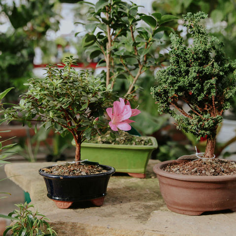 Gardening Classes at Bath Garden Center: Bonsai Tree Care
