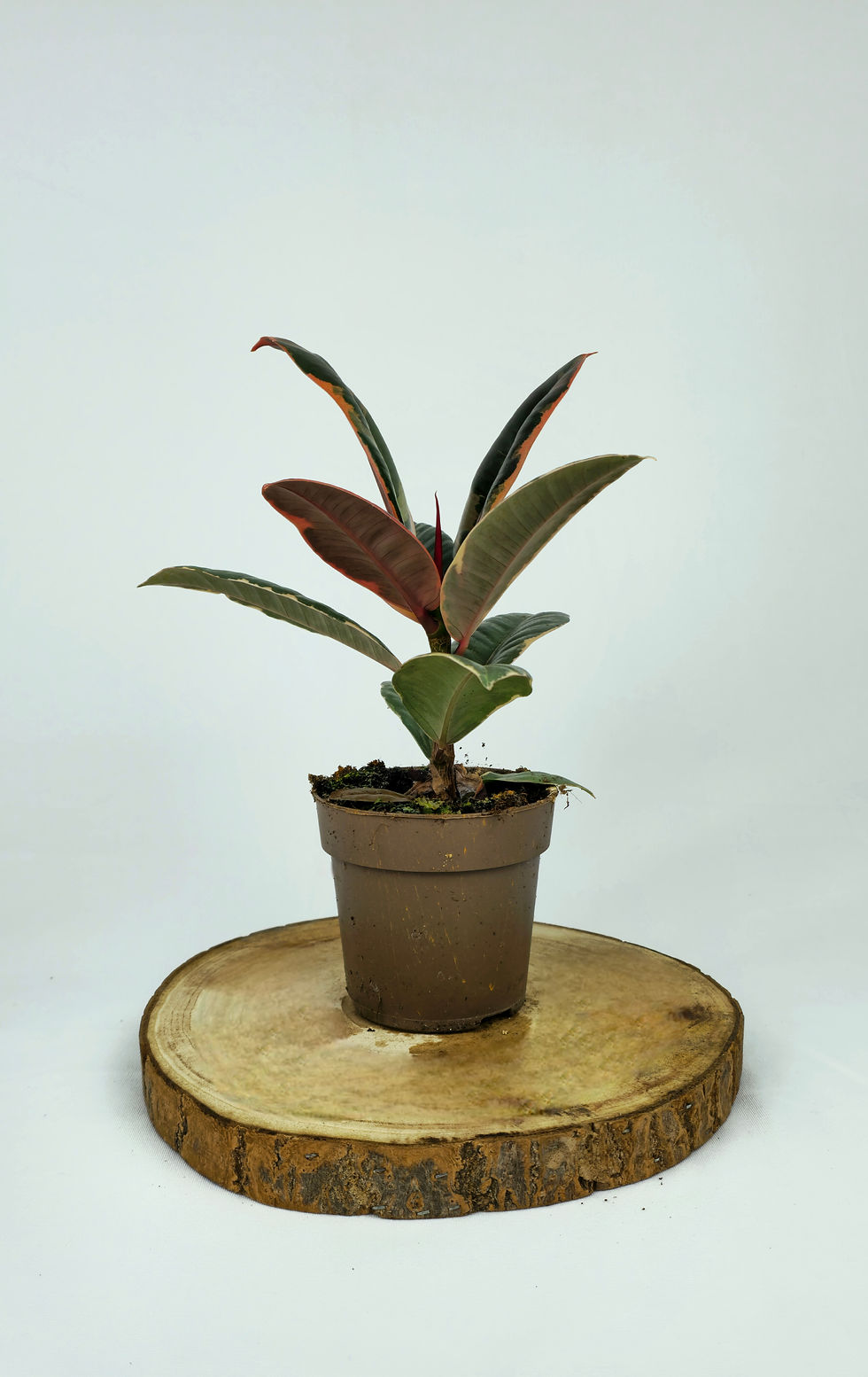 Miniature : Ficus Elastica Abidjan