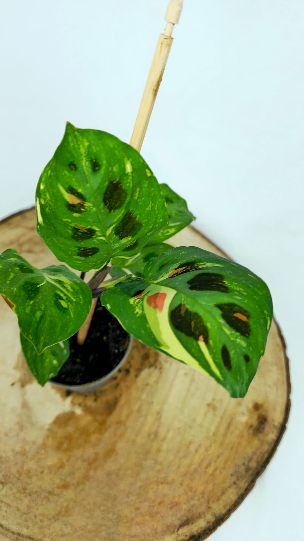 Miniature : Maranta kerchoveana variegata