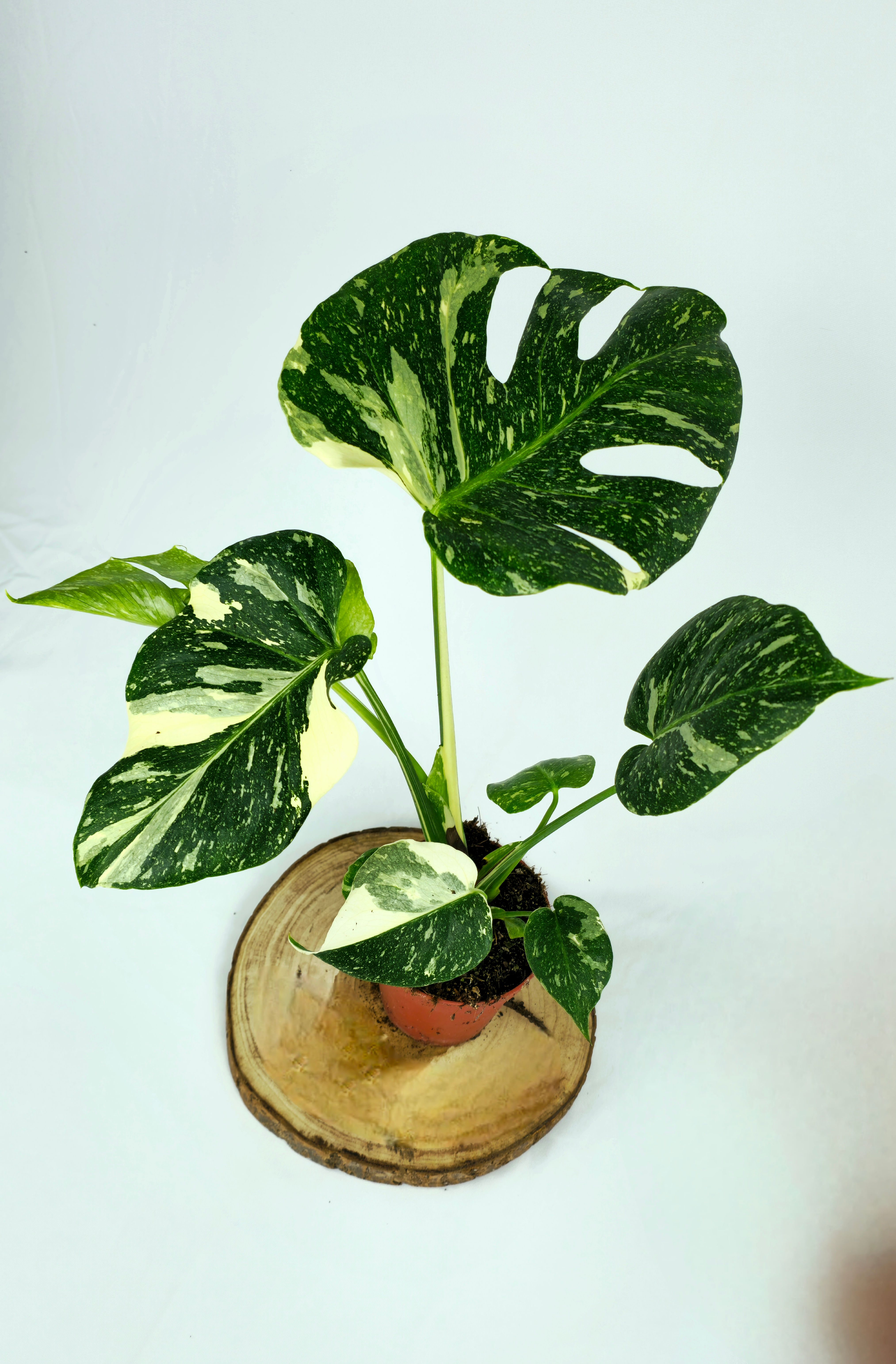 Monstera Thaï Constellation