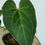 Miniature : Anthurium Magnificum Silver X Luxurians