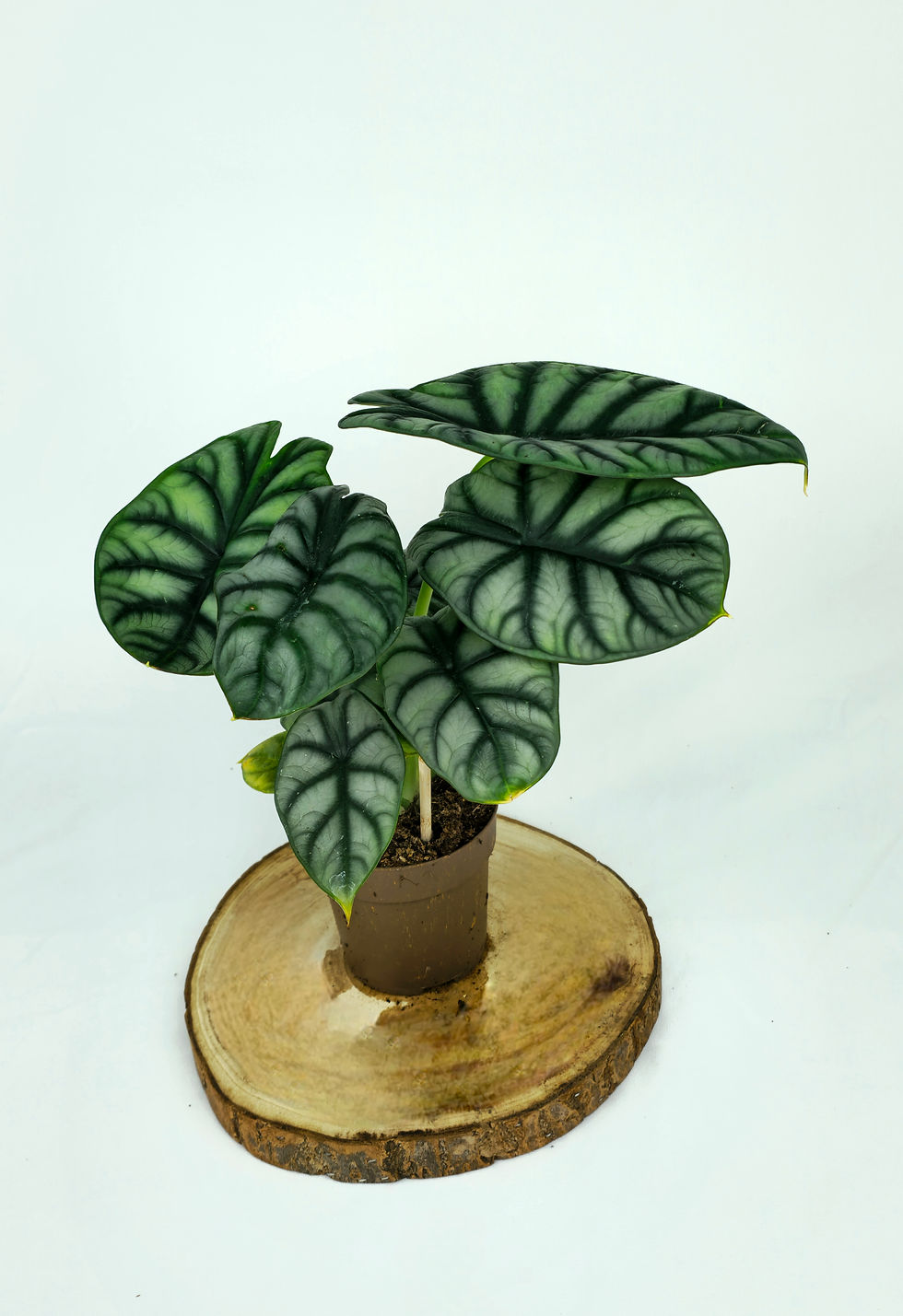 Miniature : Alocasia Silver Dragon