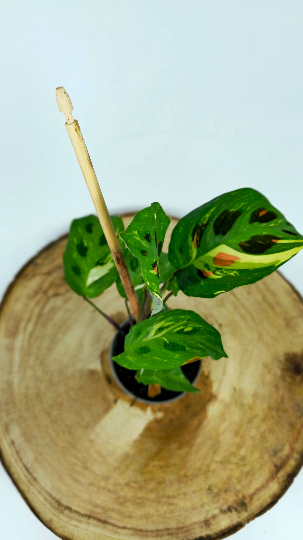 Miniature : Maranta kerchoveana variegata