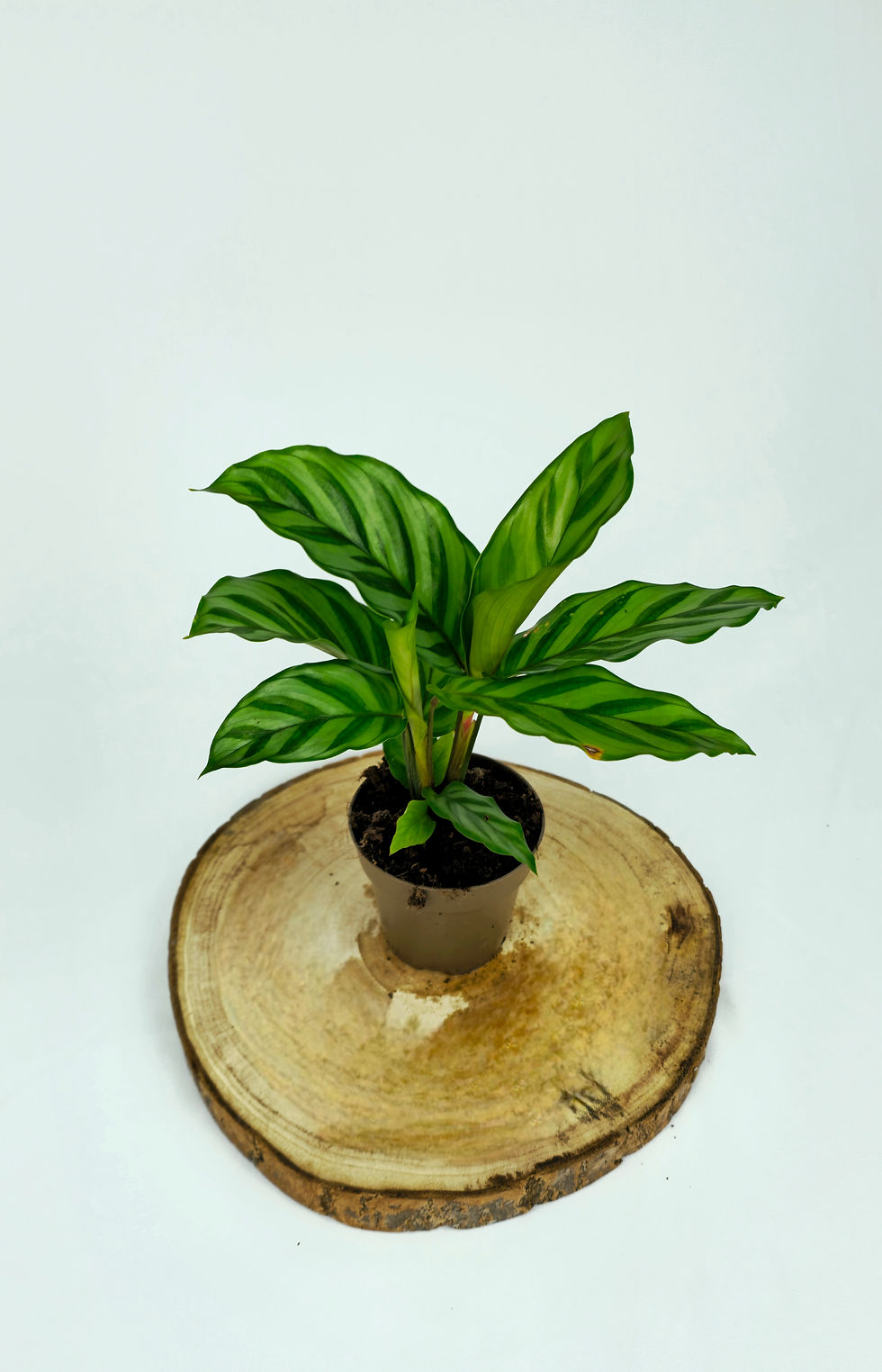 Miniature : Calathea Freddie