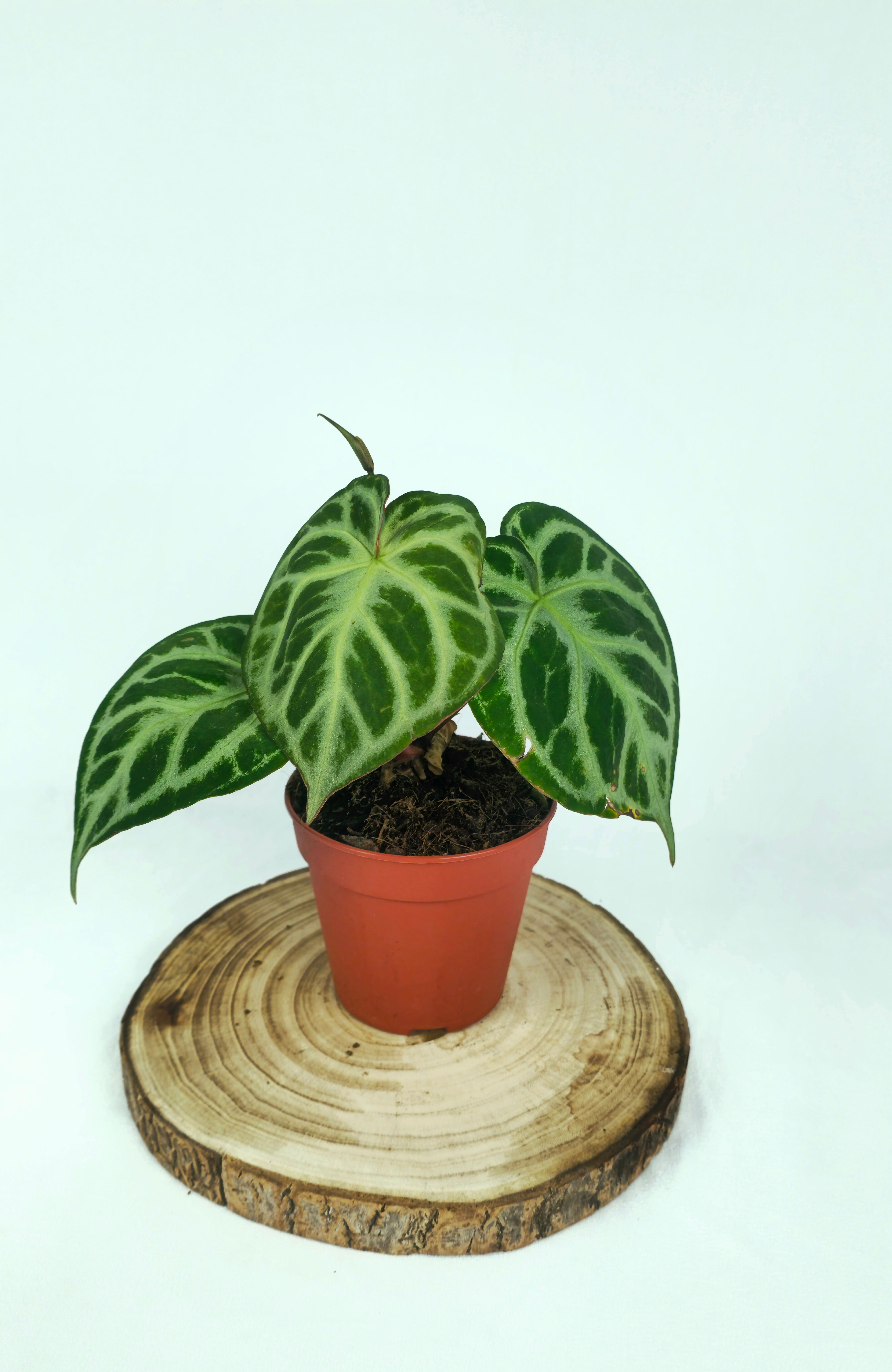 Anthurium Crystallinum x Silver Blush