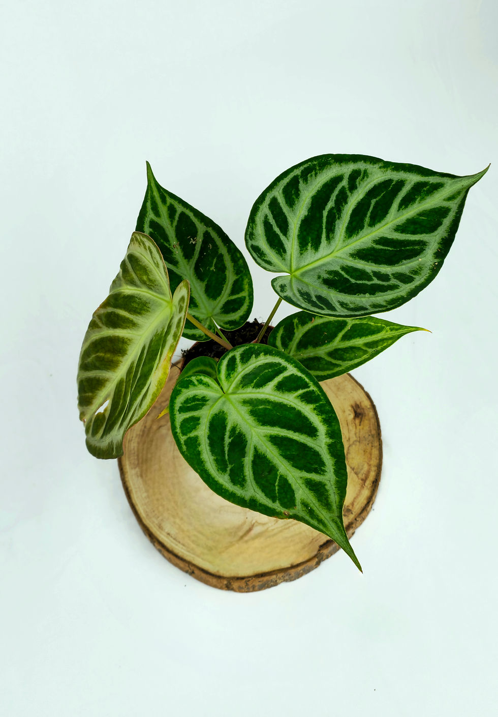 Miniature : Anthurium Crystallinum x Silver Blush