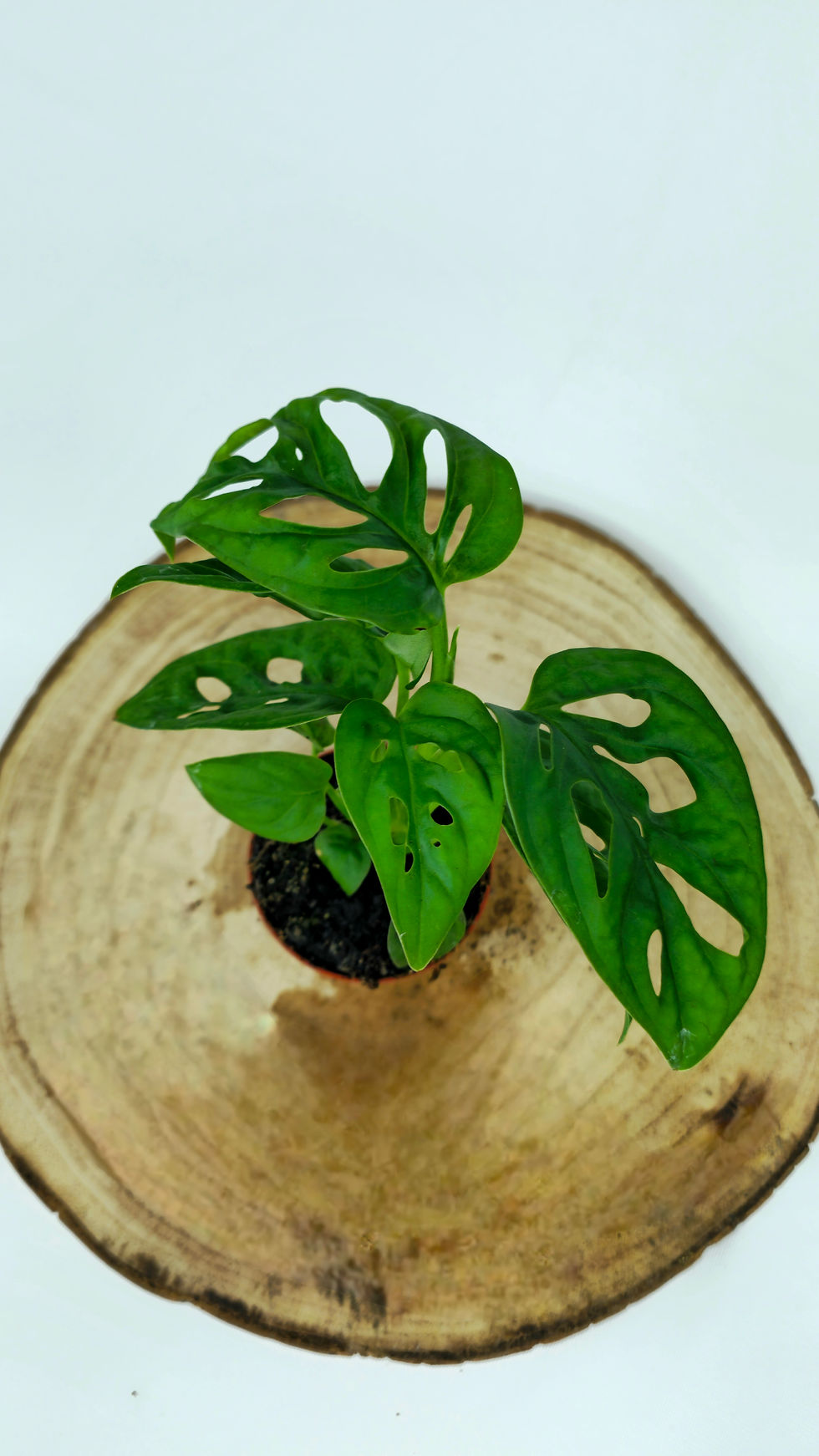 Miniature : Monstera Adansonii