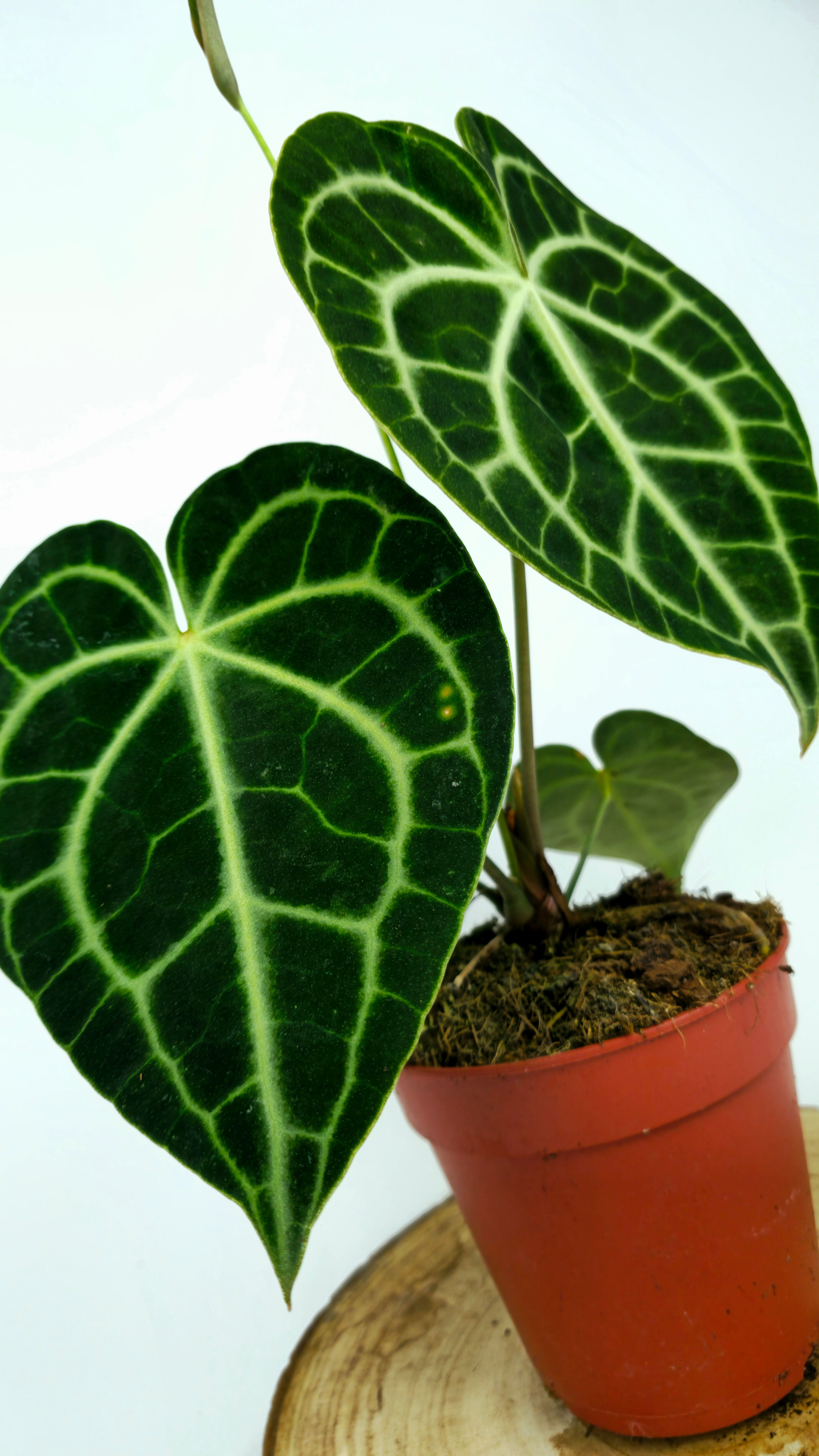 Anthurium Clarinervium
