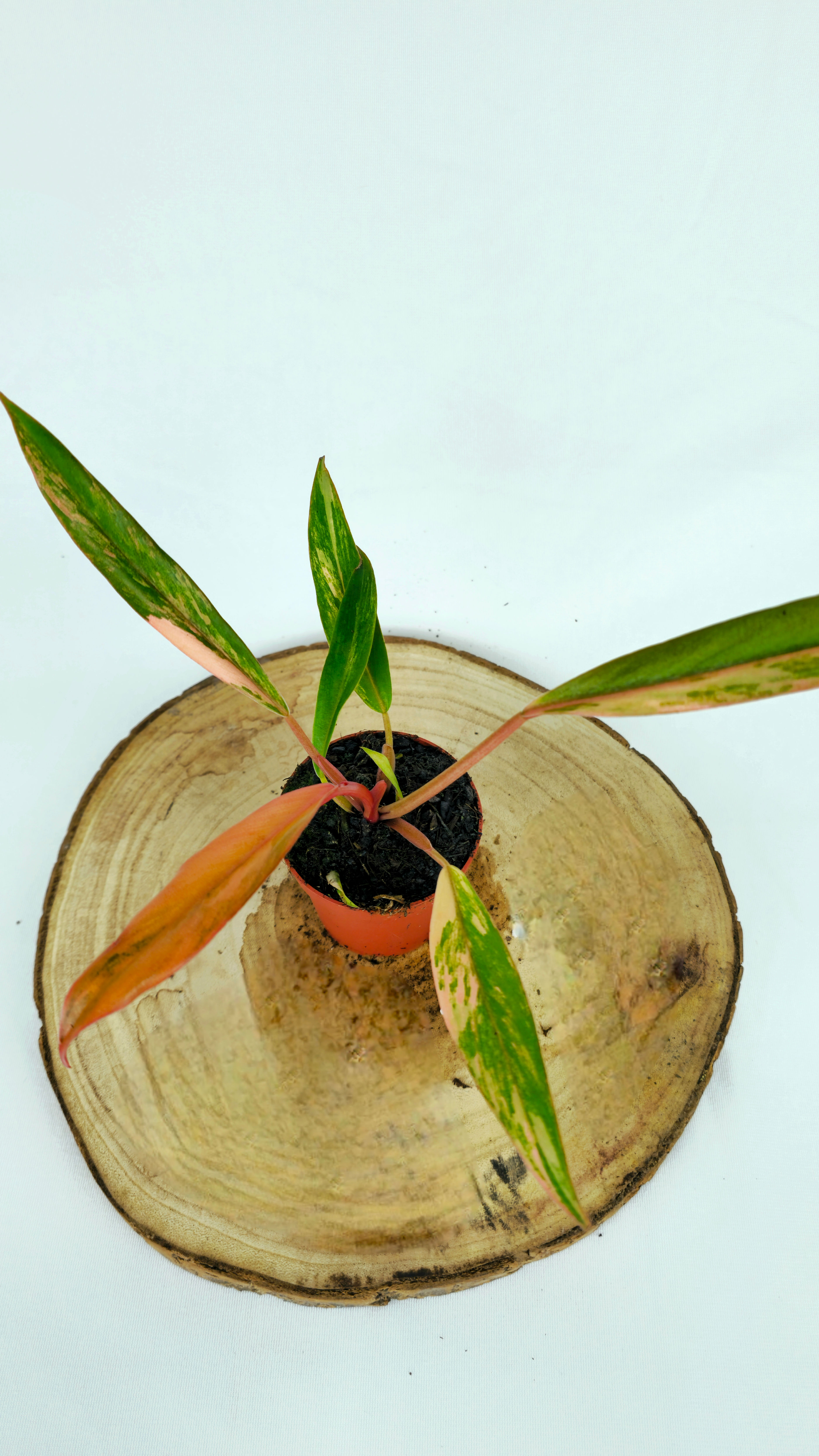 Philodendron Caramel Marble
