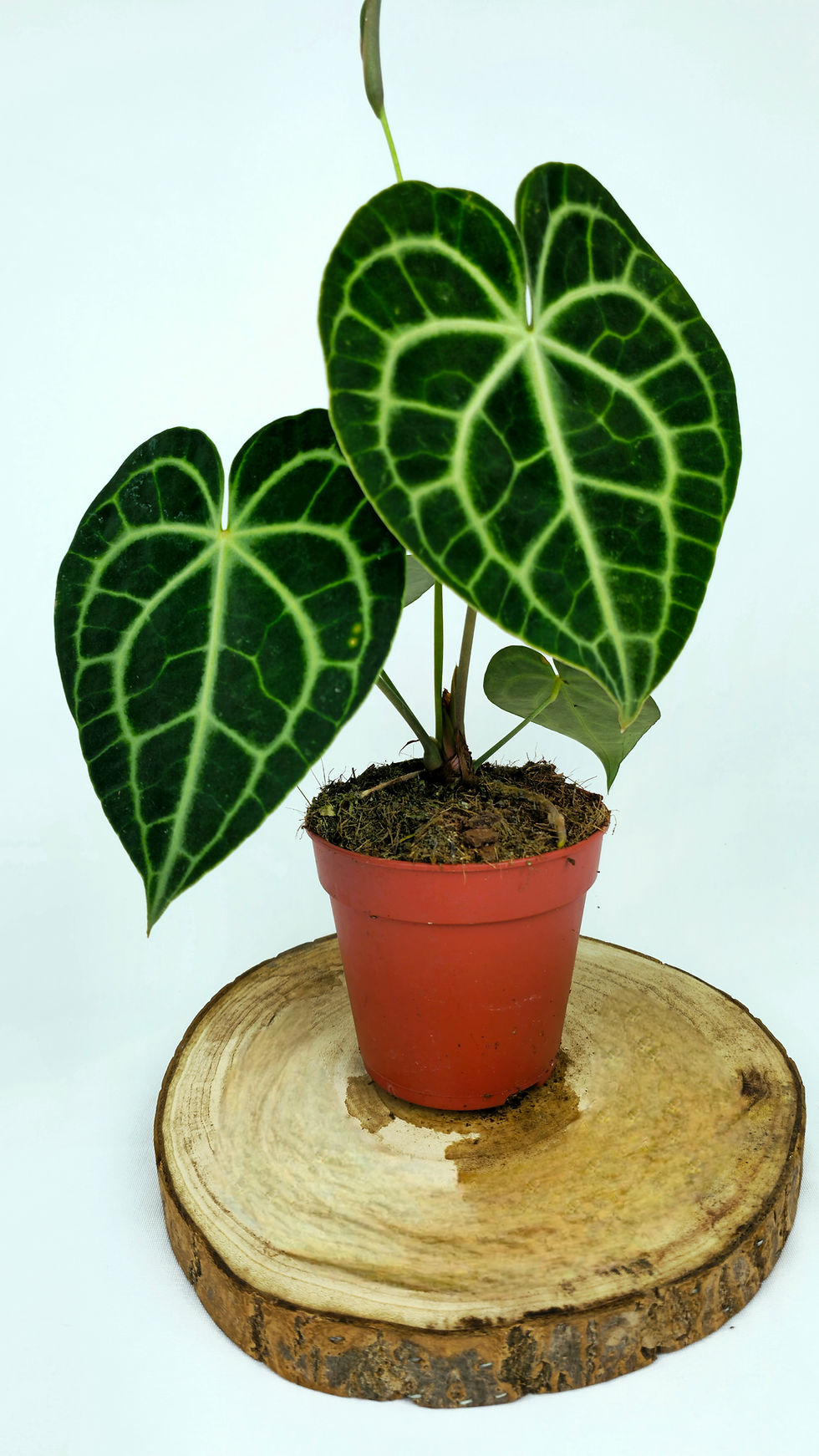 Miniature : Anthurium Clarinervium