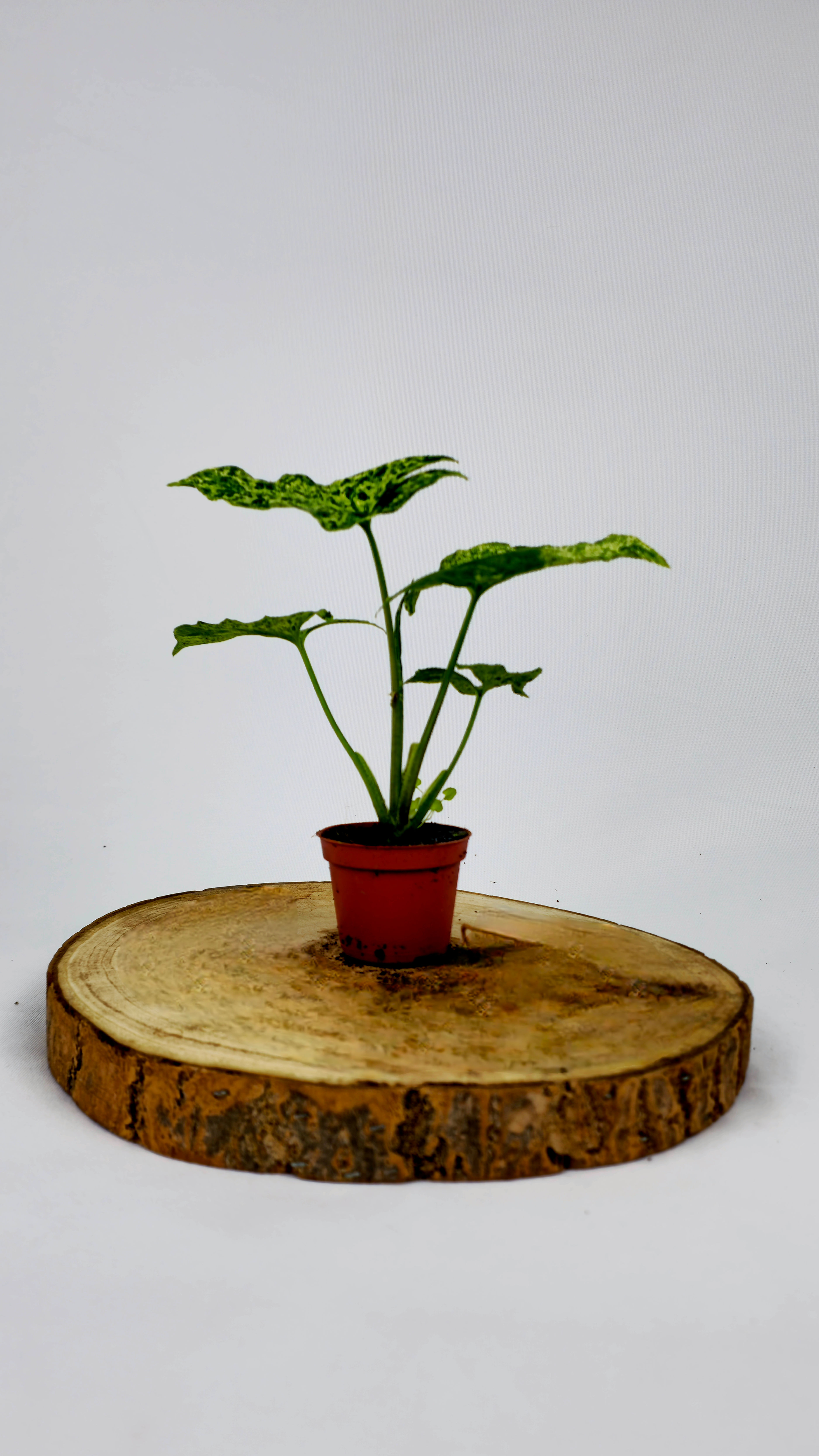 Syngonium Mojito