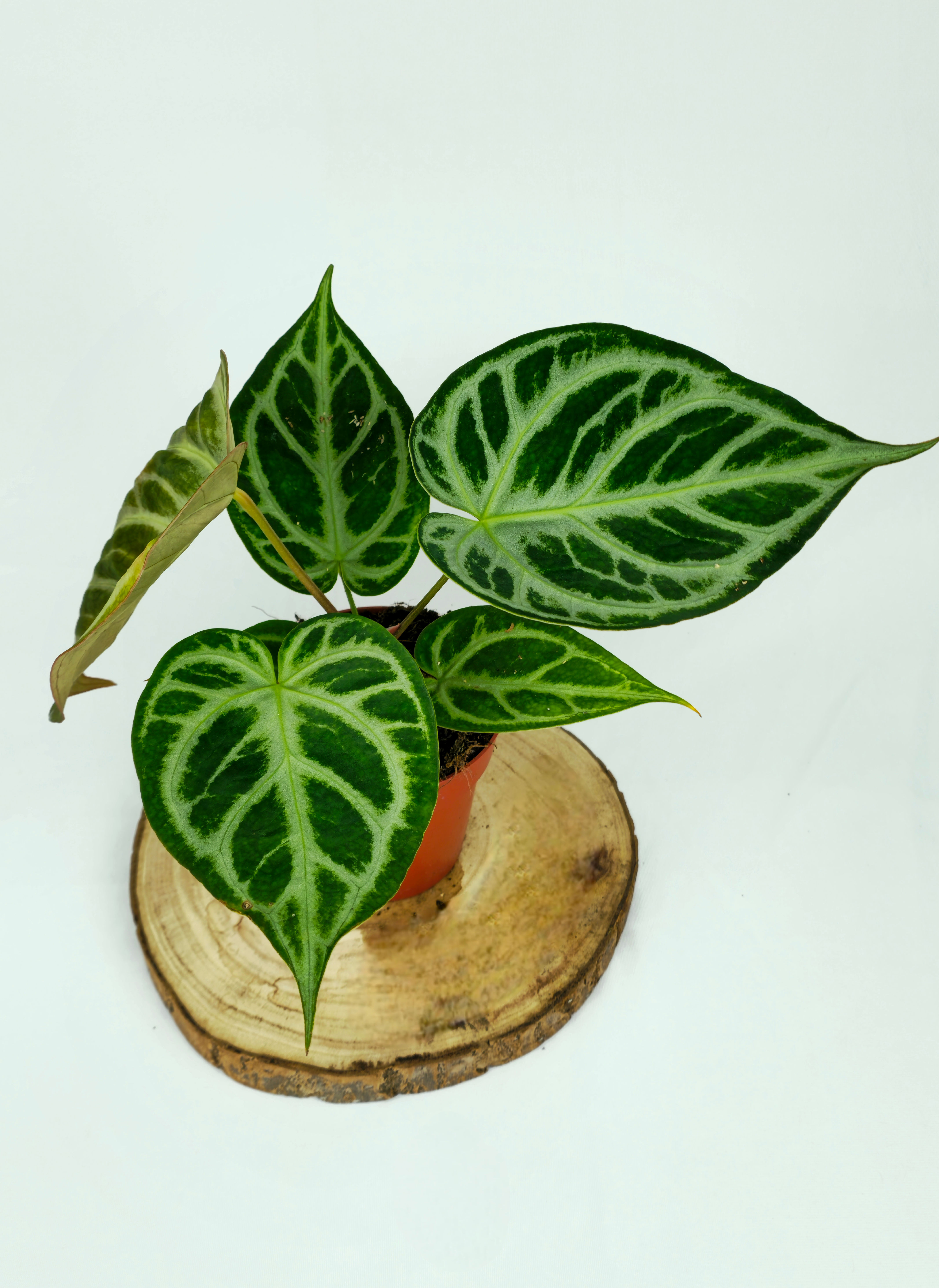 Anthurium Crystallinum x Silver Blush