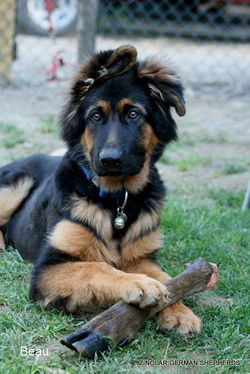 Beau - Solar & Petra son.jpg