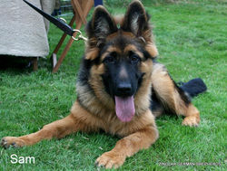 Sam.jpg