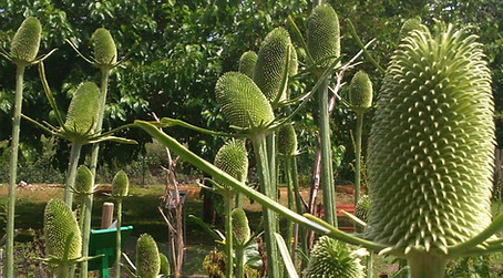 Jardin chardon.jpg