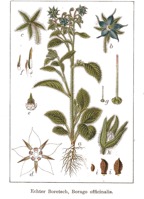 Borage plant