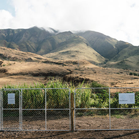 Top 5 Dog Care Tips for a Happy, Healthy Pup