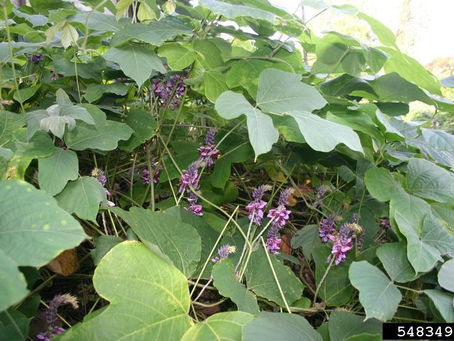 June Plant of the Month: Kudzu (aka Japanese or Chinese Arrowroot, Pueraria montana)