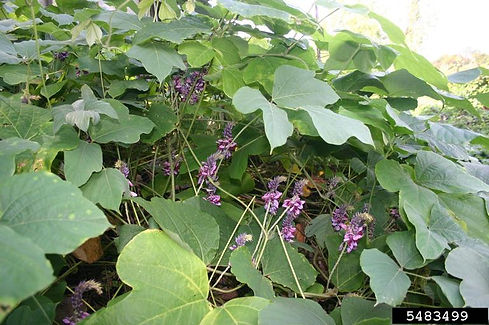 kudzu.jpg