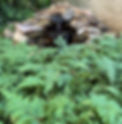 selaginella-bolton.jpg