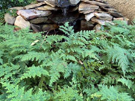 July Plant of the Month: Selaginella – A Trouble Free Superplant!
