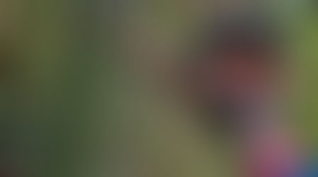 Os desmatamentos na Amazônia e os Povos Indígenas