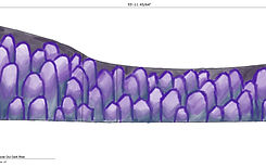 Colored Wall Elevation 3B_edited.jpg