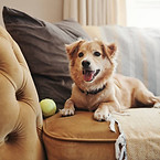 Dog on couch